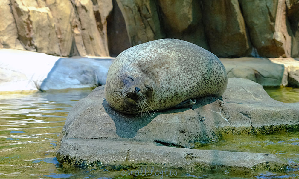 神戶動物王國 睡覺中的海豹