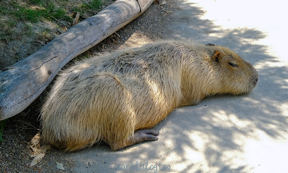 神戶動物王國 水豚互動區
