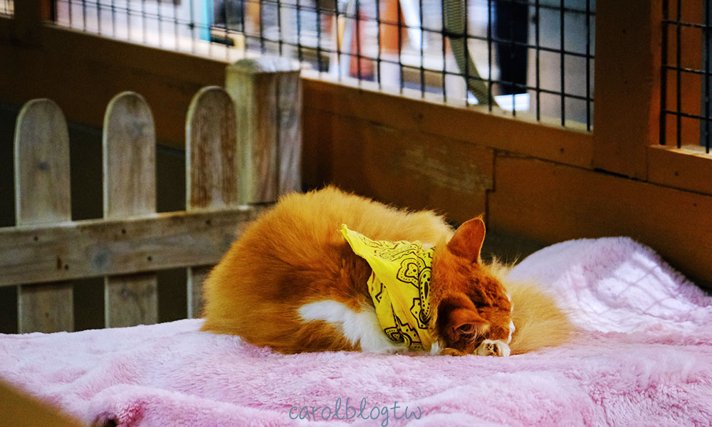 神戶動物王國 貓狗觸摸區