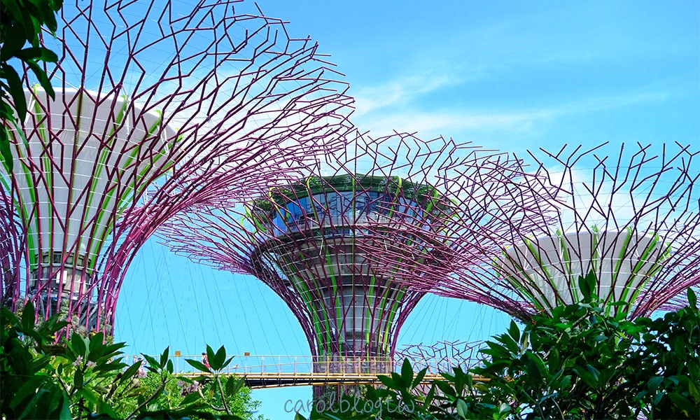 濱海灣花園世界樹