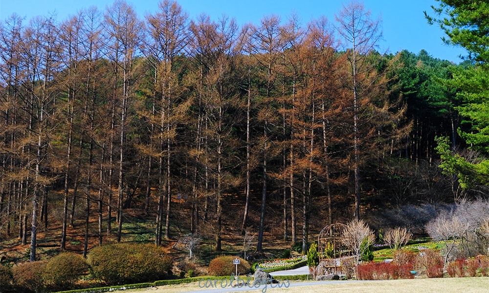 晨靜樹木園攻略|2025門票價格、交通方式、實際參觀照片分享 - 第11張圖 晨靜樹木園山坡上的樹木