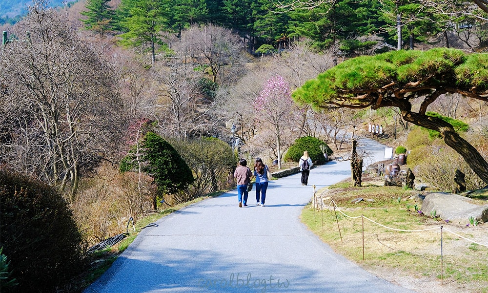 晨靜樹木園攻略|2025門票價格、交通方式、實際參觀照片分享 - 第6張圖 晨靜樹木園上坡走道