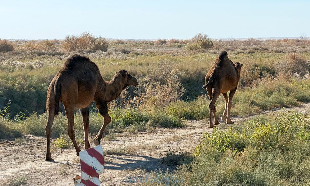 土庫曼路上的單峰駱駝