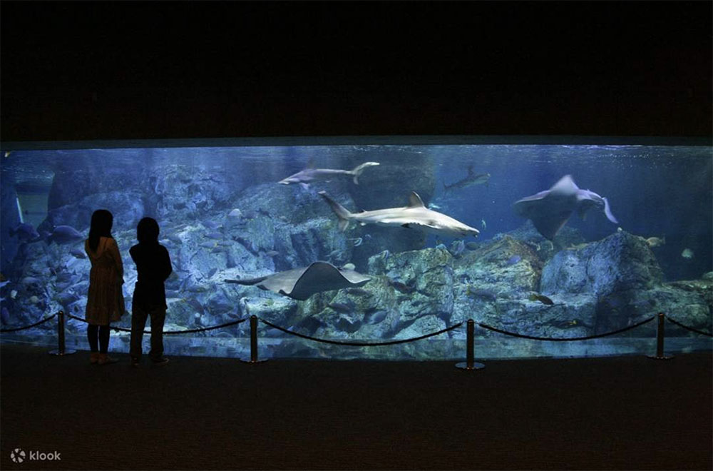 2026大分自由行攻略|三天兩夜行程、景點美食、交通住宿推薦 - 第12張圖 大分海洋宮殿水族館 海之卵