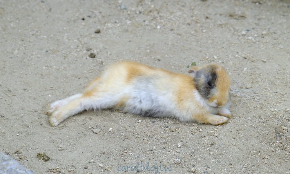 大久野島上的小兔子