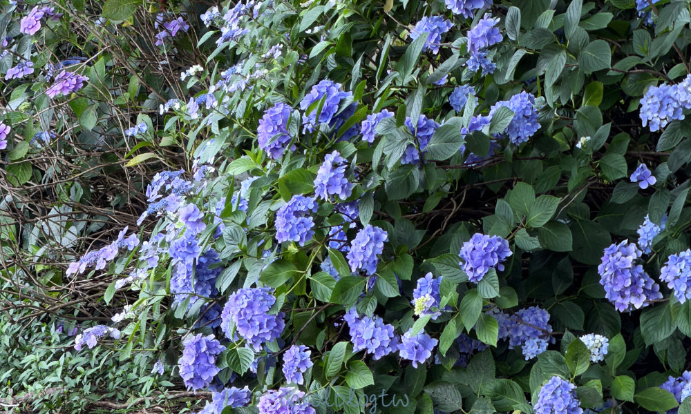 大久野島繡球花