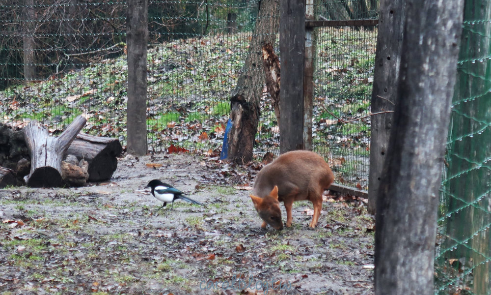 布達佩斯動物園的動物們